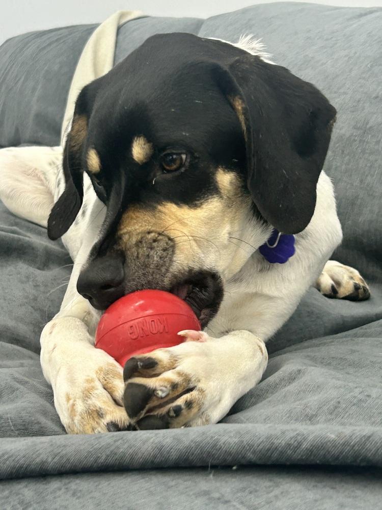 Available for Adoption - Kia (MI, USA), Adoptable, Puppy Female Pointer.