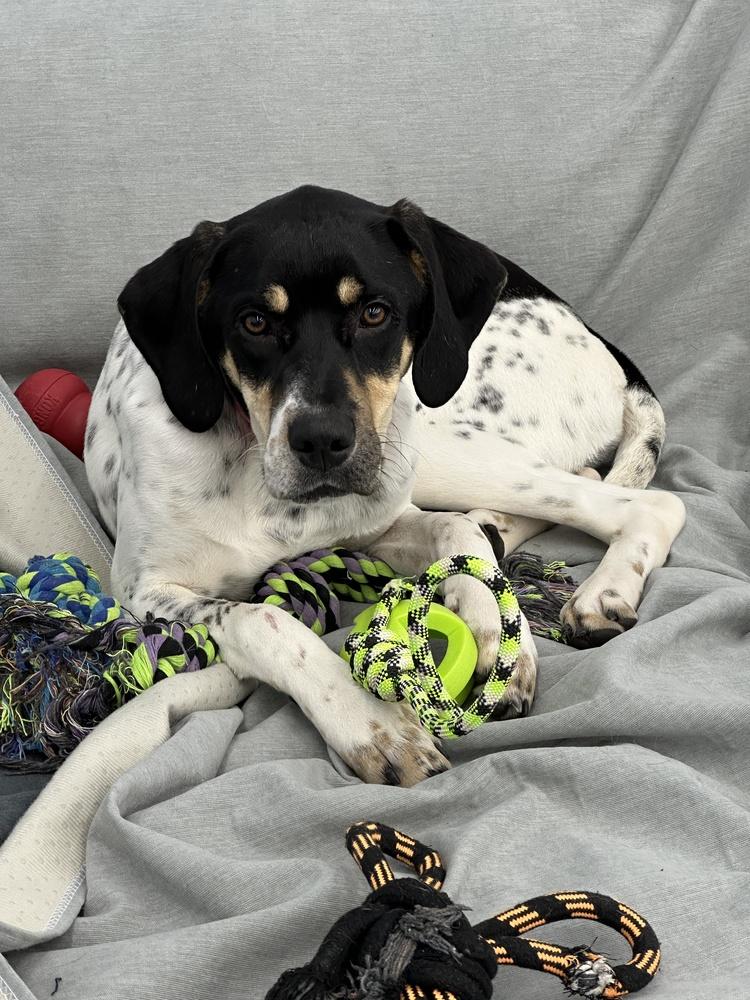 Available for Adoption - Kia (MI, USA), Adoptable, Puppy Female Pointer.