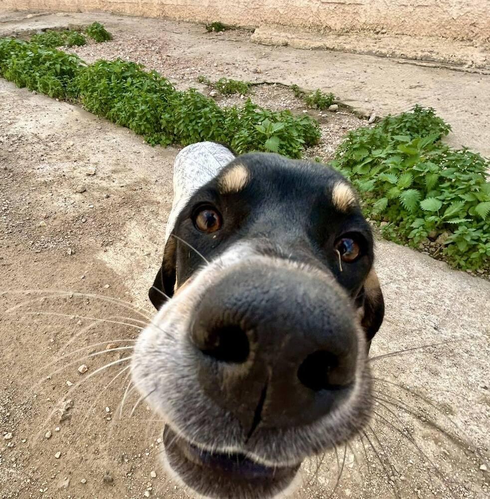 Enlarge Available for Adoption - Kia (MI, USA), a Adoptable mixed breed in Delton, MI image 6/6