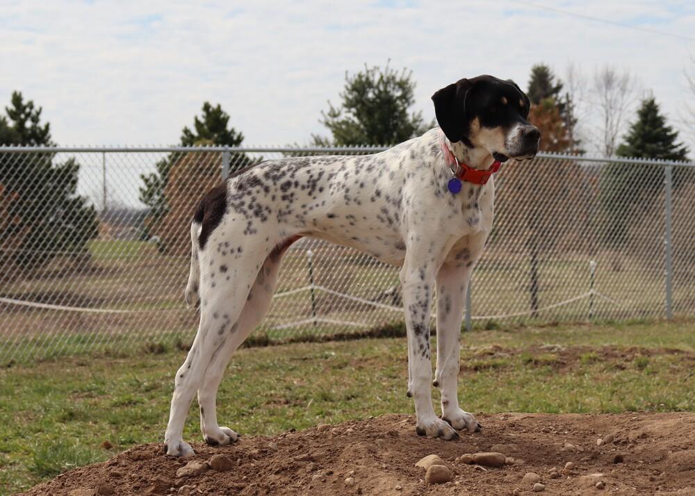 Enlarge Available for Adoption - Kia (MI, USA), a Adoptable mixed breed in Delton, MI image 1/6