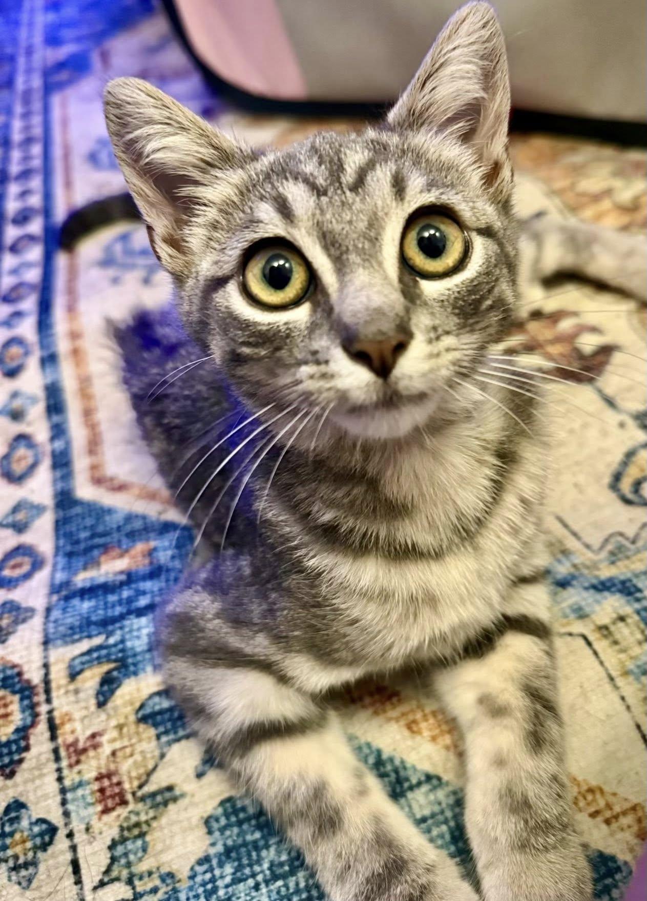 Enlarge Ozzie, a Adoptable Tabby in Webster, NY image 1/1