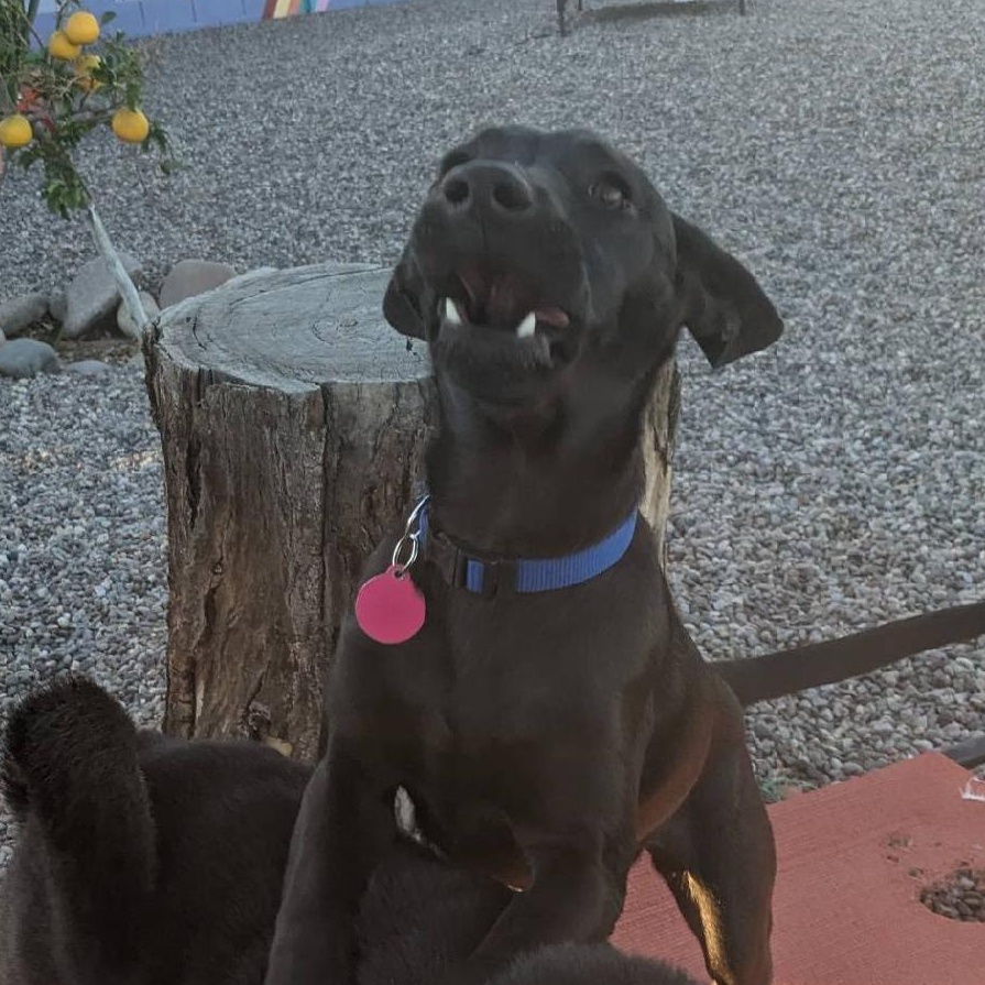 Enlarge CupCake, a ADOPTABLE mixed breed in Phoenix, AZ image 3/6