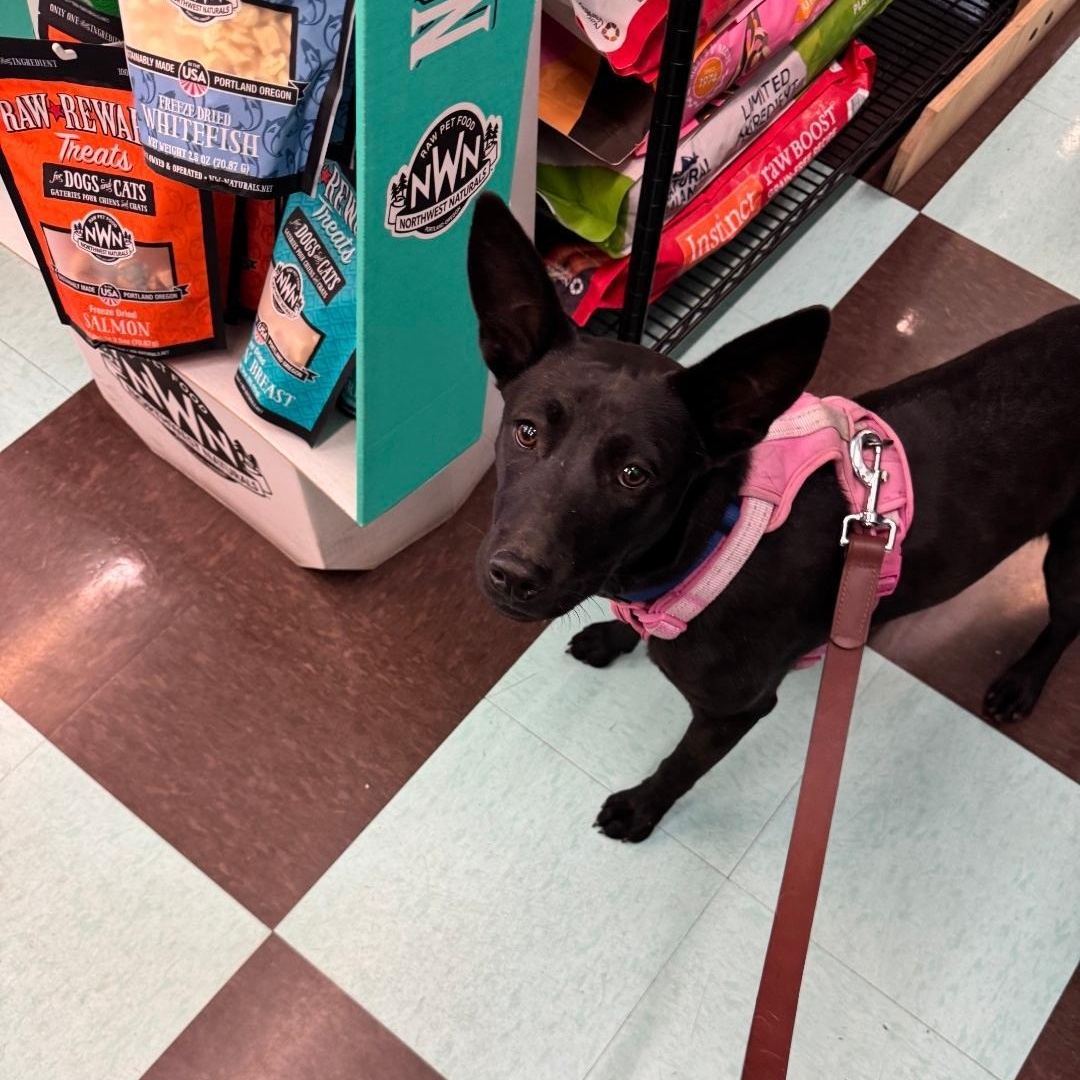 Enlarge CupCake, a ADOPTABLE mixed breed in Phoenix, AZ image 4/6