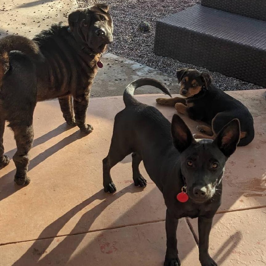 Enlarge CupCake, a ADOPTABLE mixed breed in Phoenix, AZ image 5/6