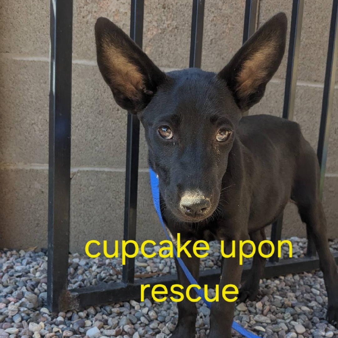 Enlarge CupCake, a ADOPTABLE mixed breed in Phoenix, AZ image 1/6