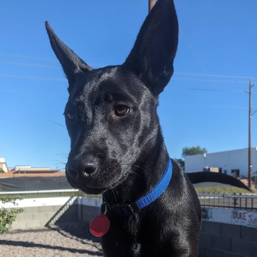Enlarge CupCake, a ADOPTABLE mixed breed in Phoenix, AZ image 2/6