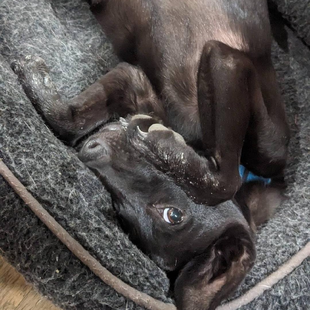 Enlarge CupCake, a ADOPTABLE mixed breed in Phoenix, AZ image 6/6