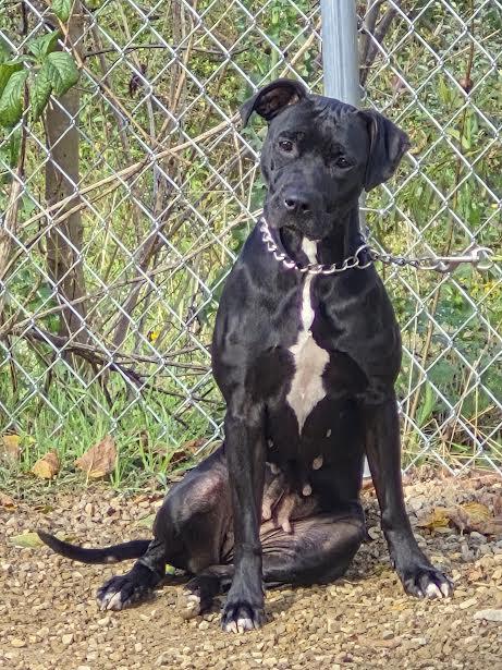 SERAPHINA