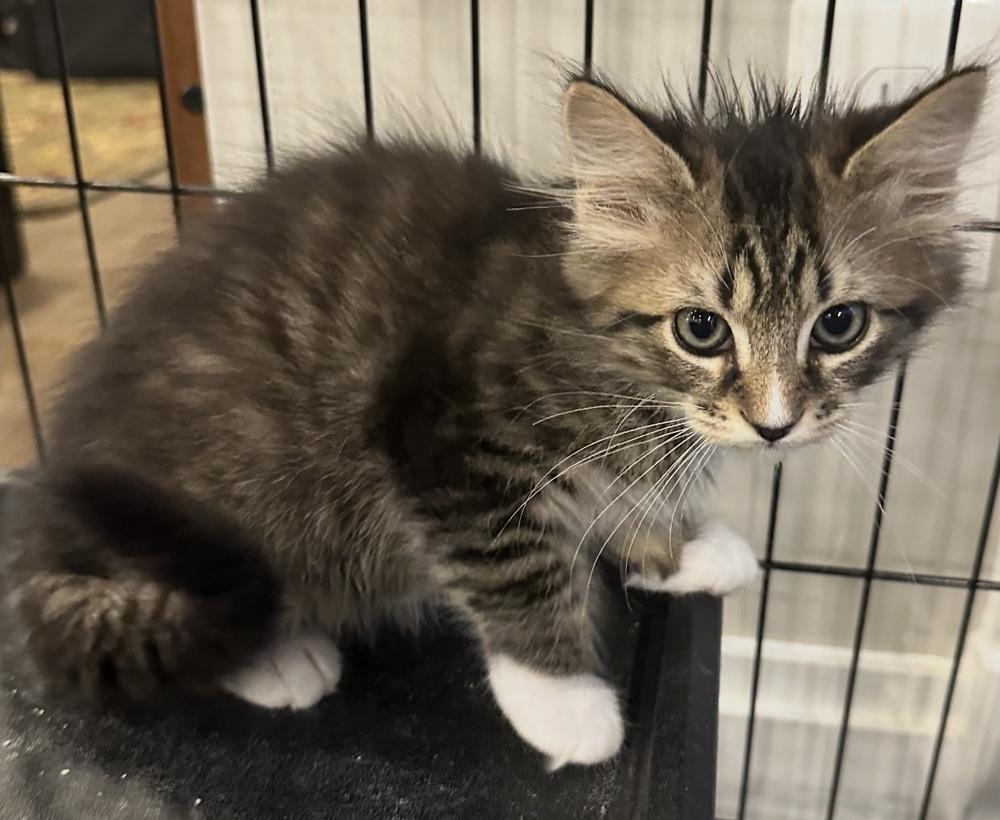 Enlarge Willow, a Adoptable mixed breed in Vienna , VA image 2/2