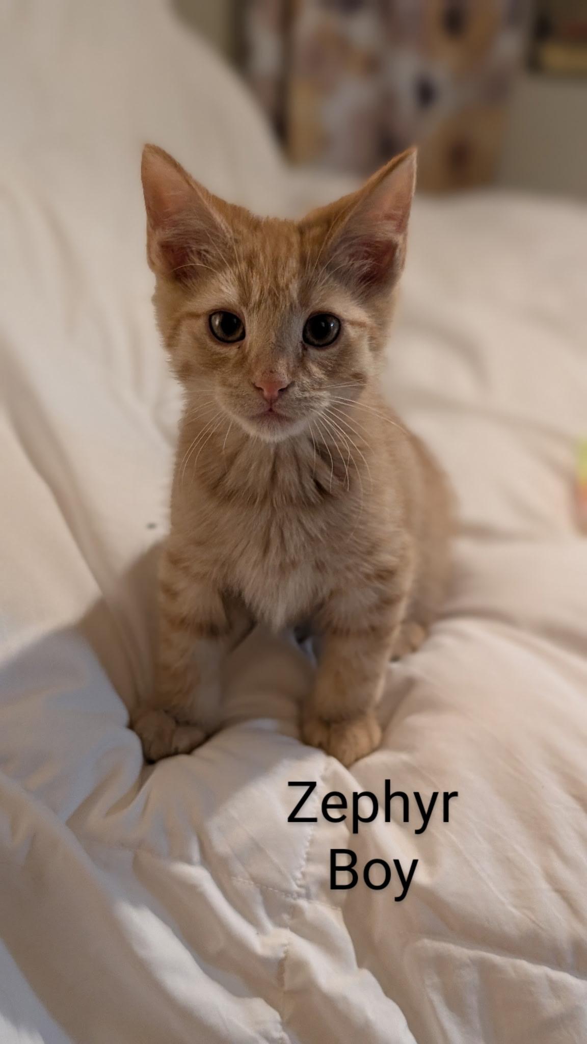 Zephyr