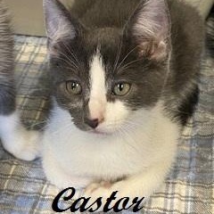 Castor, an adopted Tuxedo in Southern Pines, NC image 1/2