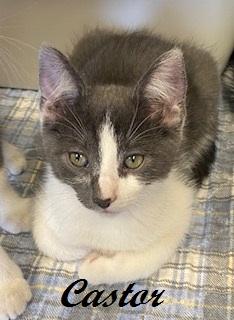 Castor, an adopted Tuxedo in Southern Pines, NC image 2/2