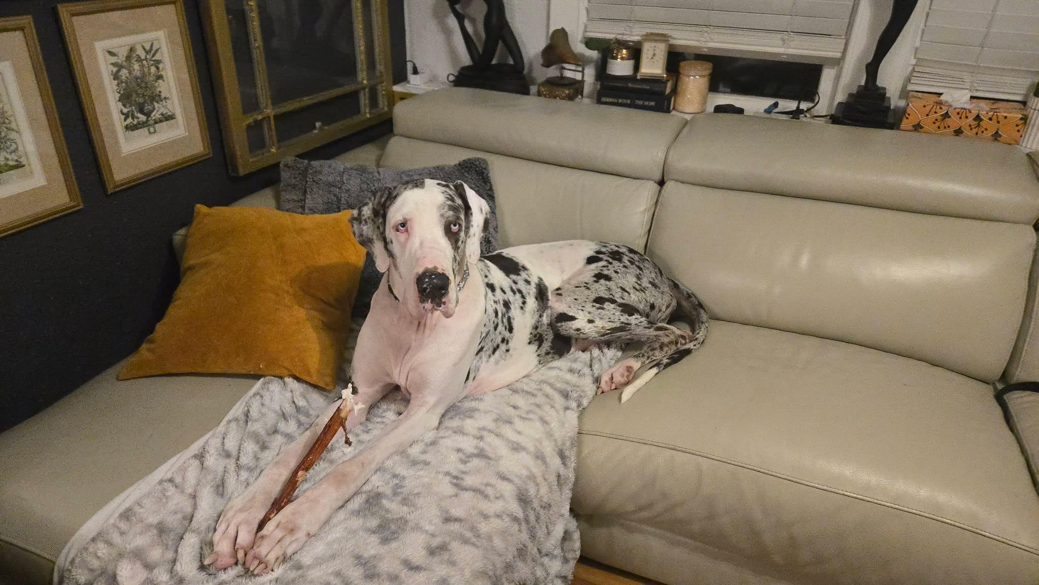 Enlarge Dolly (Jax), a Adoptable Great Dane in Pensacola, FL image 2/6