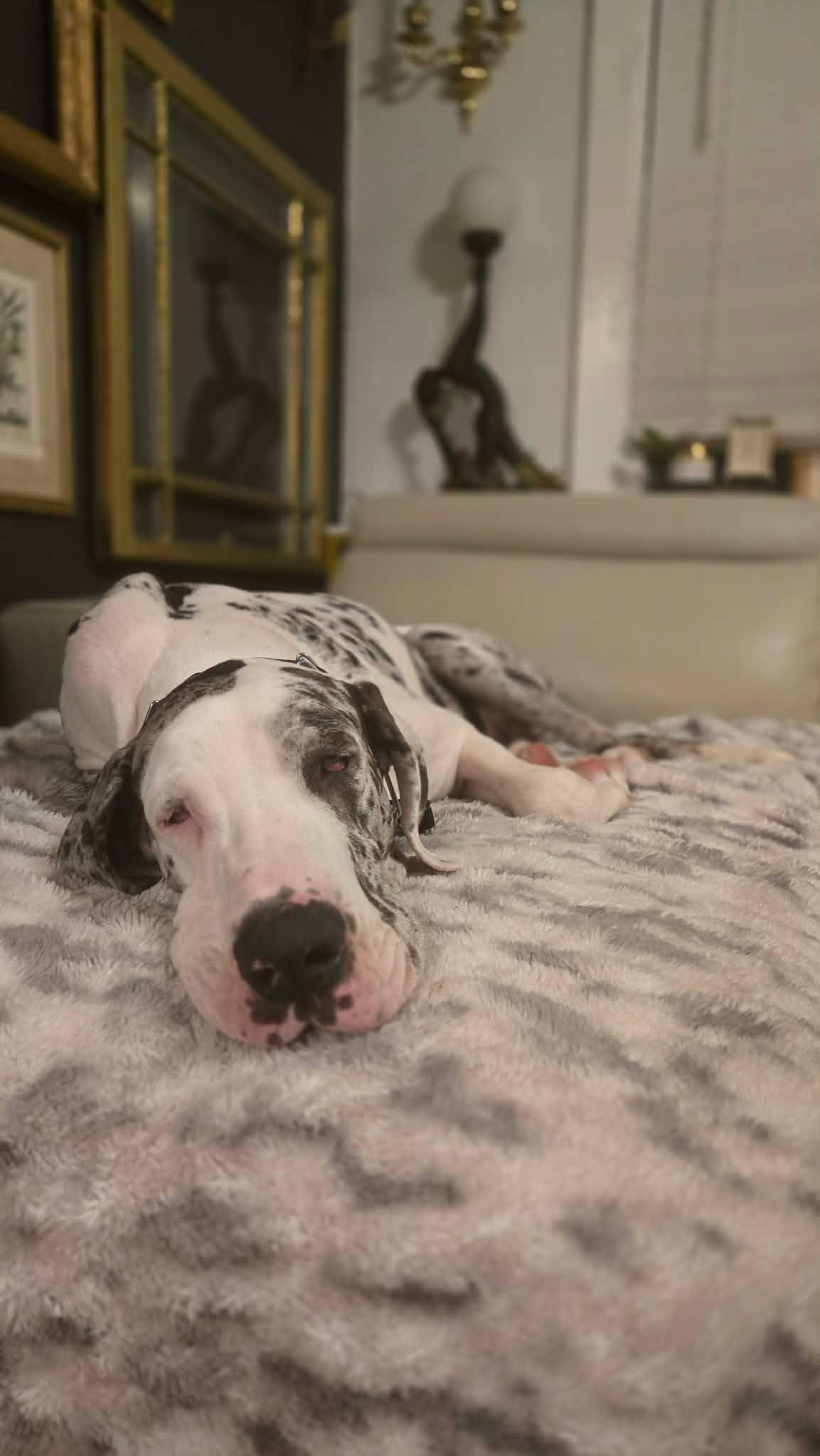 Enlarge Dolly (Jax), a Adoptable Great Dane in Pensacola, FL image 6/6