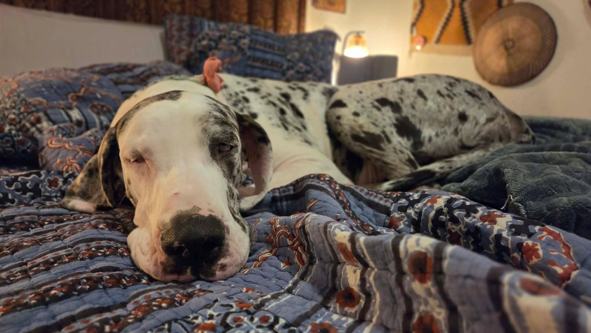Enlarge Dolly (Jax), a Adoptable Great Dane in Pensacola, FL image 1/6