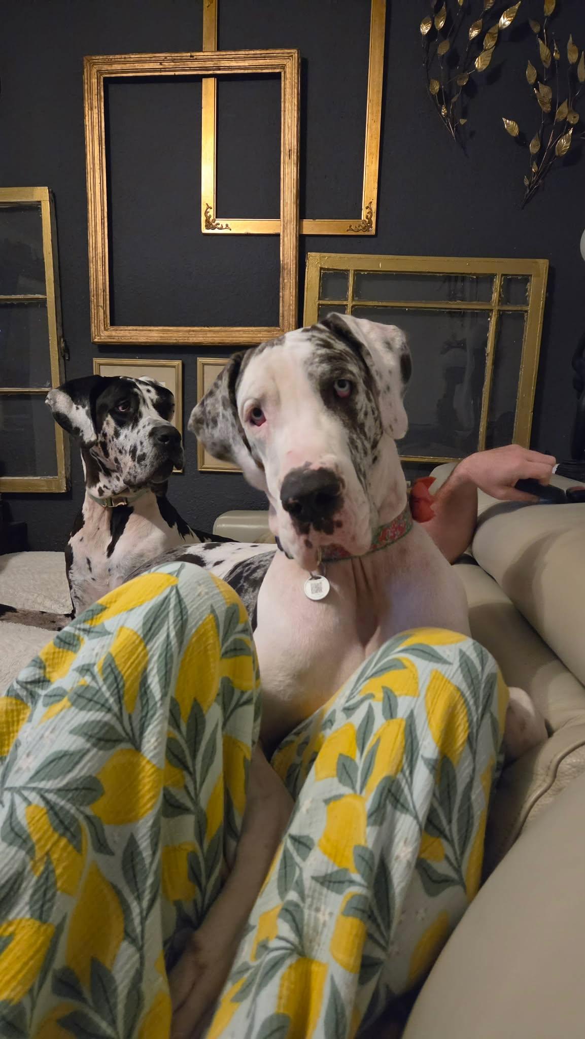 Enlarge Dolly (Jax), a Adoptable Great Dane in Pensacola, FL image 4/6