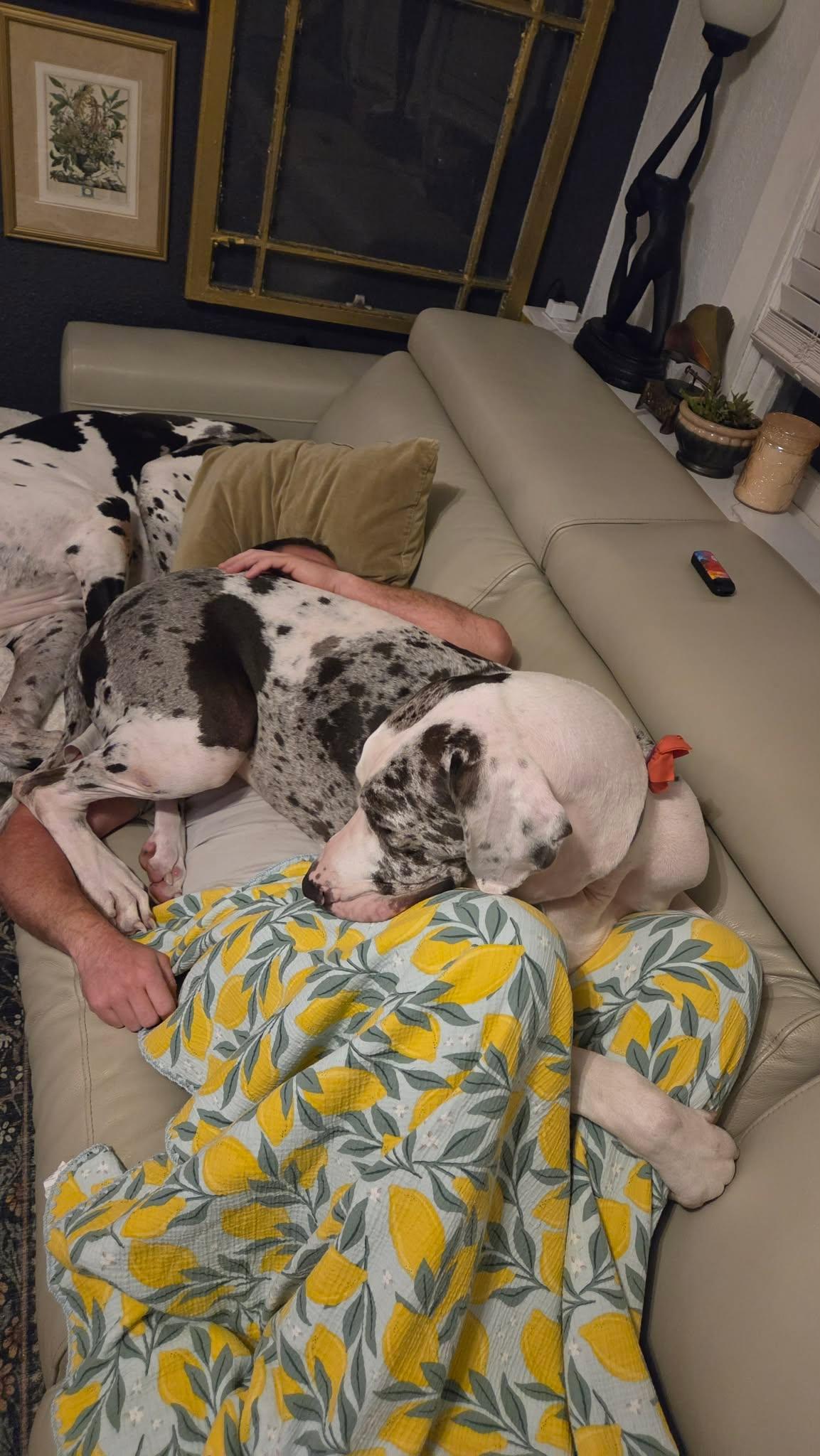 Enlarge Dolly (Jax), a Adoptable Great Dane in Pensacola, FL image 3/6