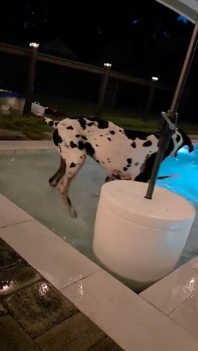 Enlarge Dolly (Jax), a Adoptable Great Dane in Pensacola, FL video 5/6