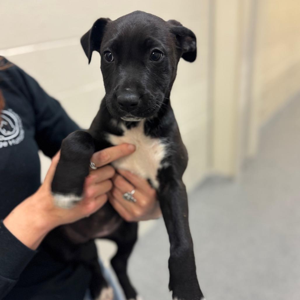 Blanche, Adoptable, Puppy Female Mixed Breed.