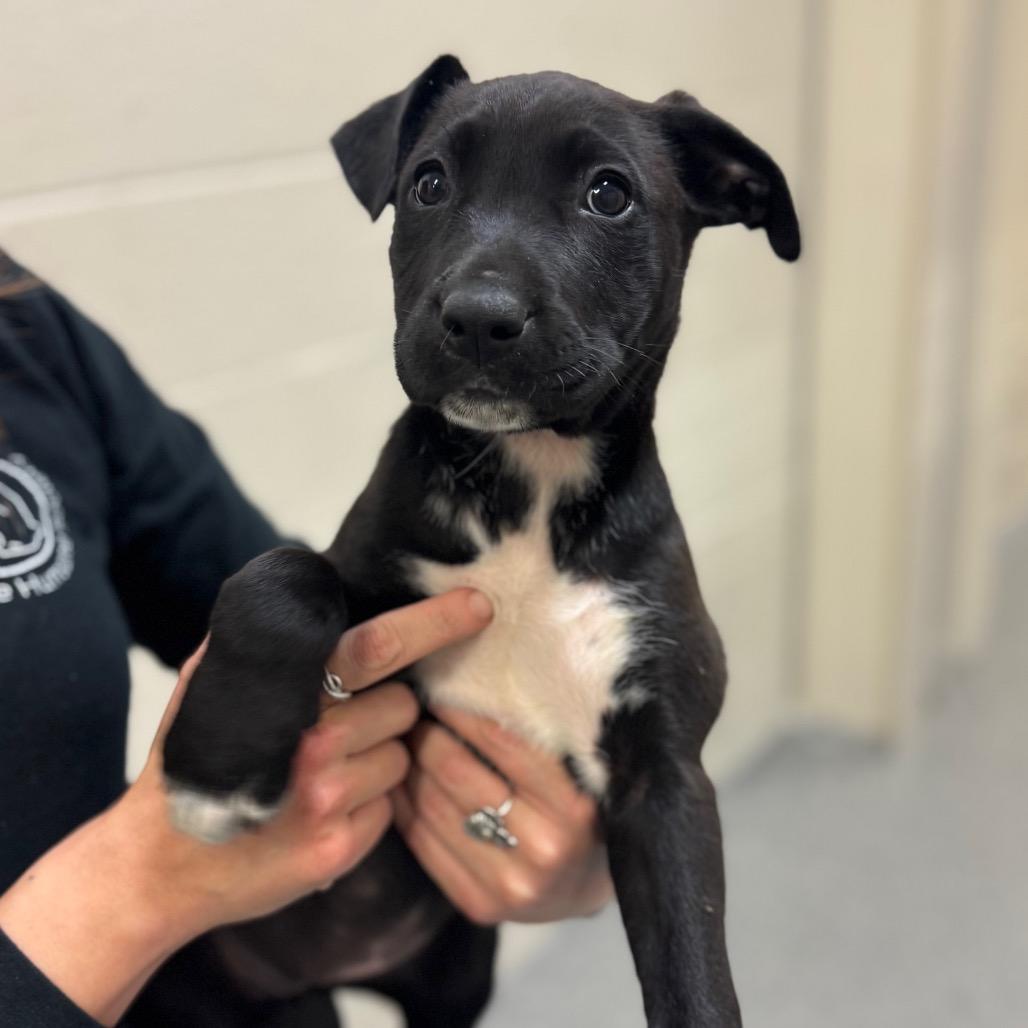Enlarge Blanche, a Adoptable Mixed Breed in Hendersonville, NC image 2/2