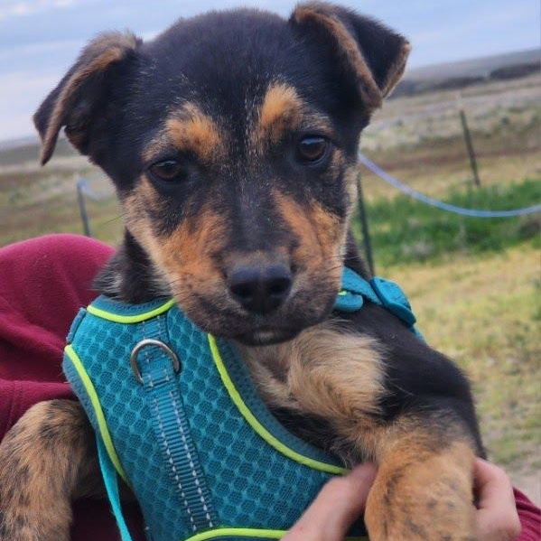 Enlarge Ruby, a Adoptable mixed breed in Spokane, WA image 4/6