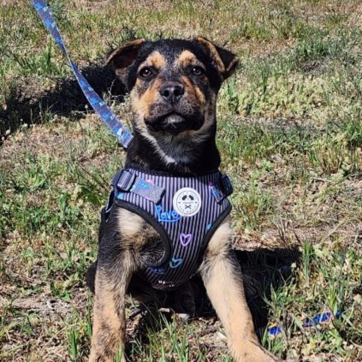 Enlarge Ruby, a Adoptable mixed breed in Spokane, WA image 2/6