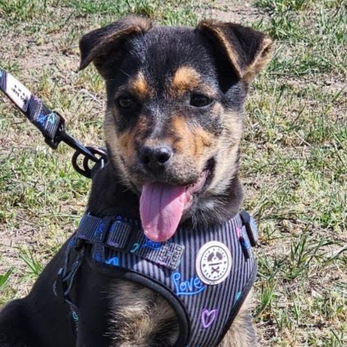 Enlarge Ruby, a Adoptable mixed breed in Spokane, WA image 3/6
