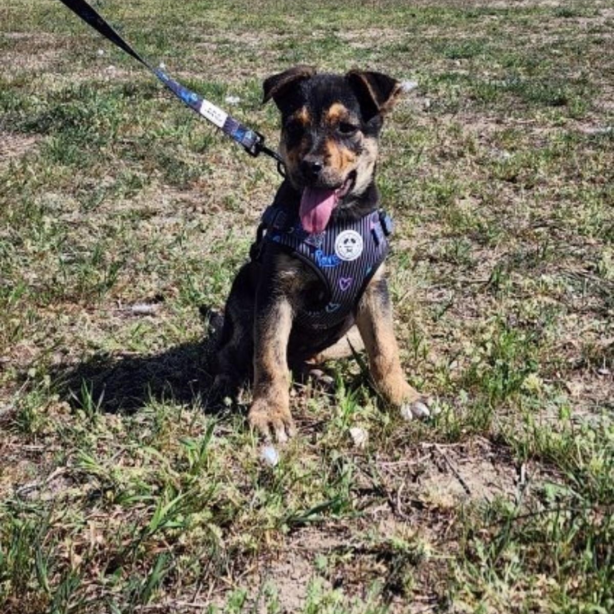 Enlarge Ruby, a Adoptable mixed breed in Spokane, WA image 6/6