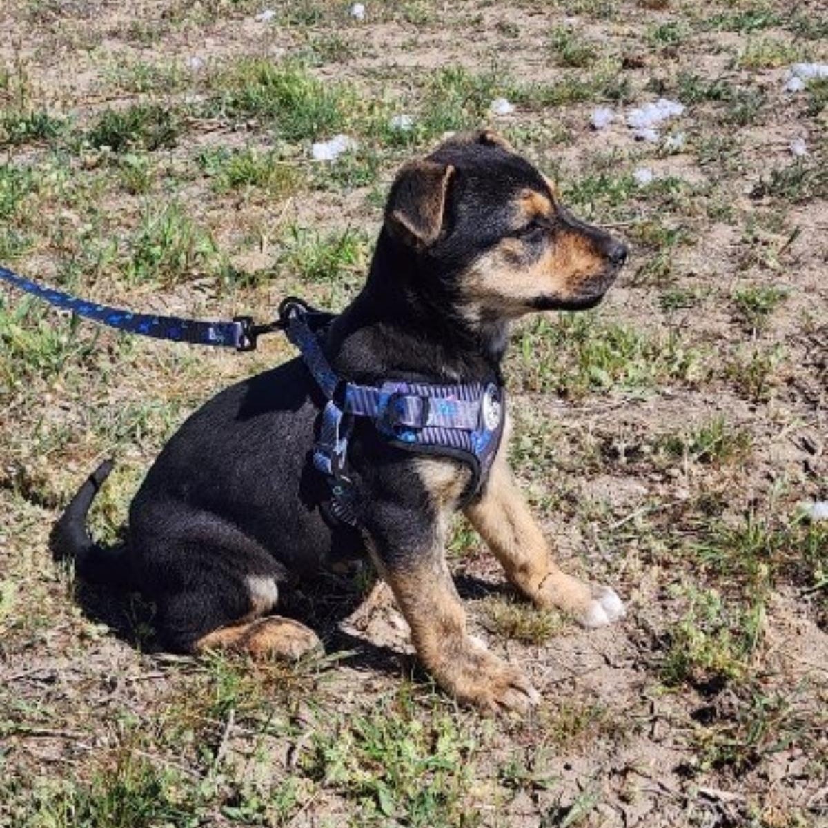 Enlarge Ruby, a Adoptable mixed breed in Spokane, WA image 5/6