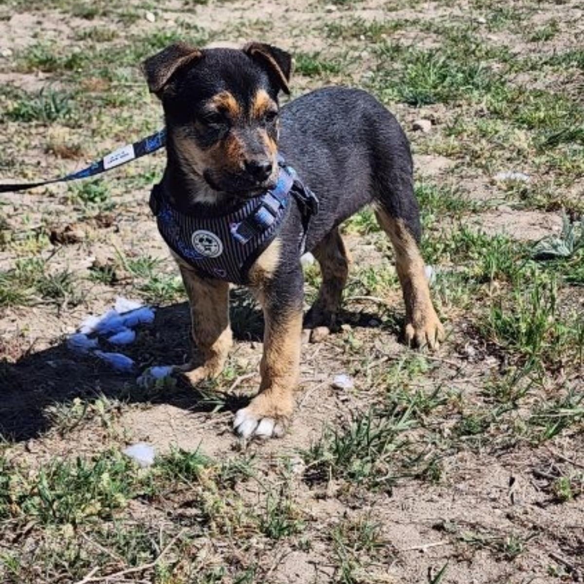 Enlarge Ruby, a Adoptable mixed breed in Spokane, WA image 1/6
