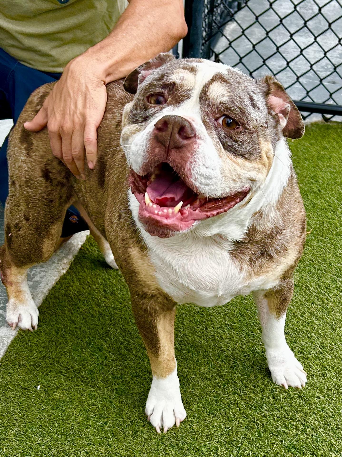 Stella, ADOPTABLE, Adult Female English Bulldog.