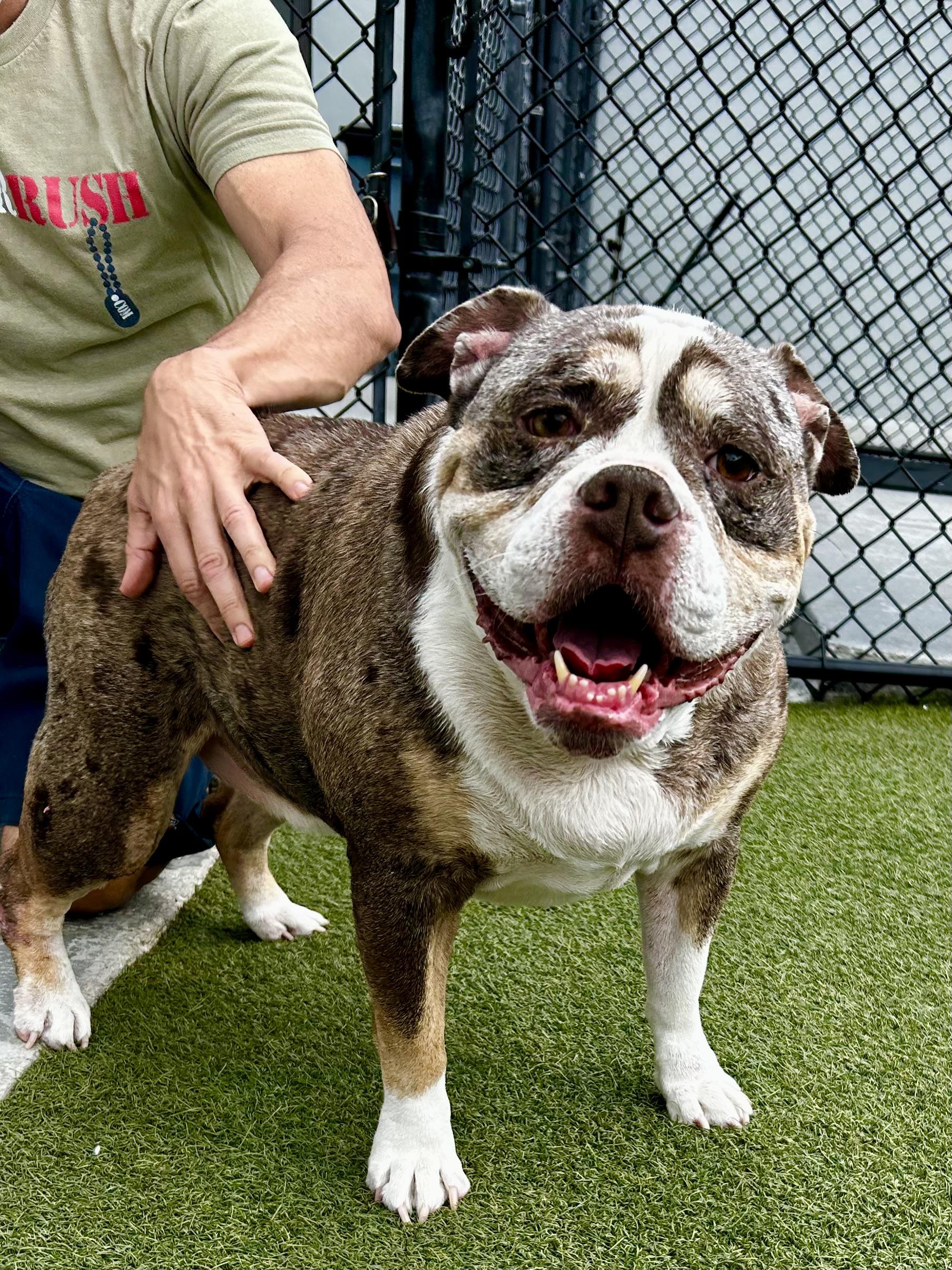 Stella, a ADOPTABLE English Bulldog in Coconut Creek, FL image 2/3