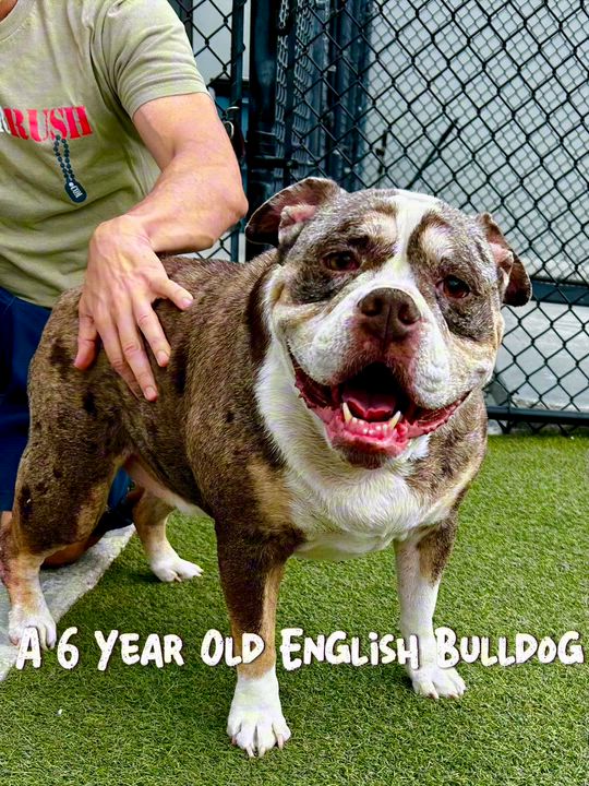 Enlarge Stella, a ADOPTABLE English Bulldog in Coconut Creek, FL video 3/3