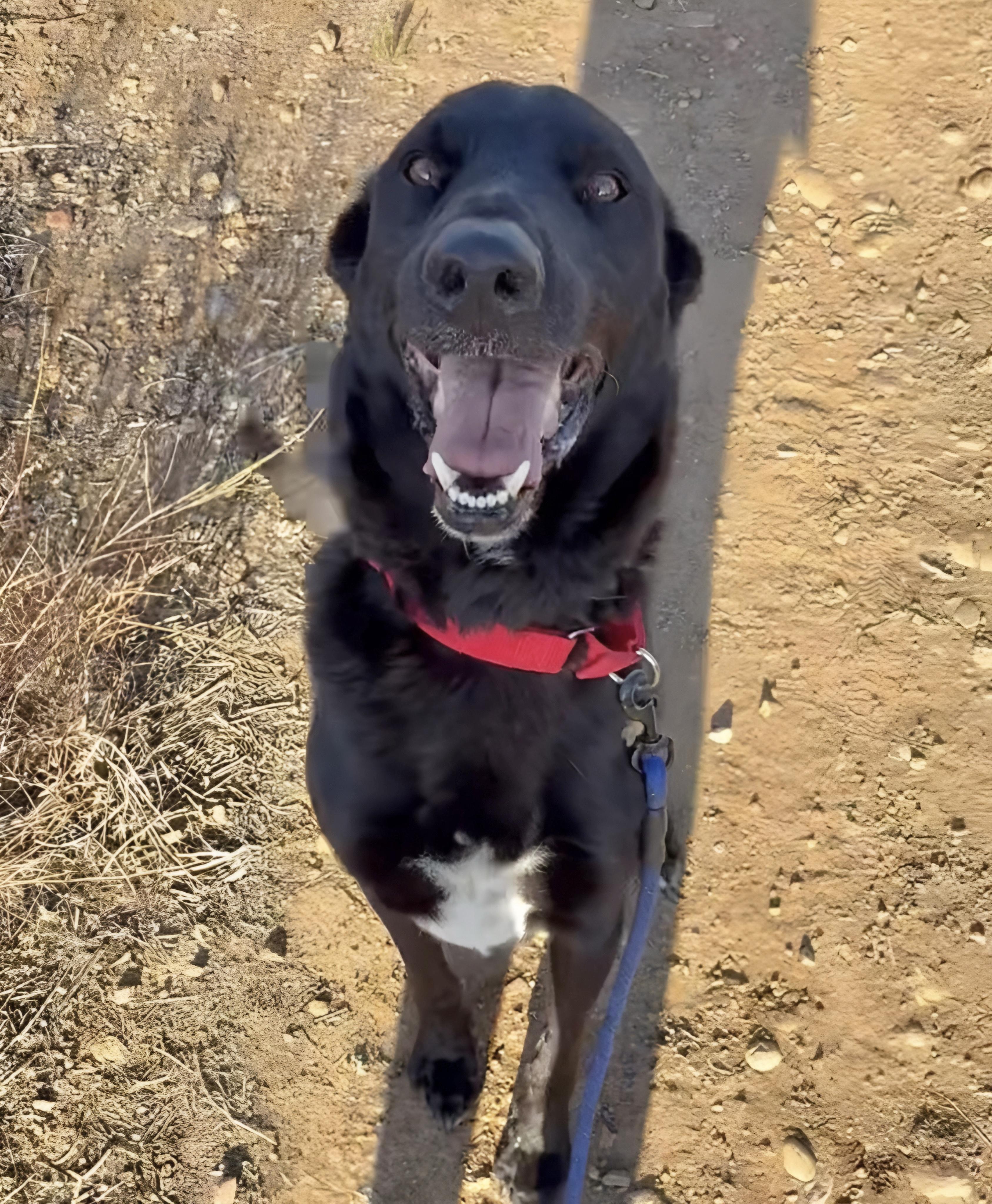 Enlarge Jester, a Adoptable mixed breed in San Diego, CA image 4/6