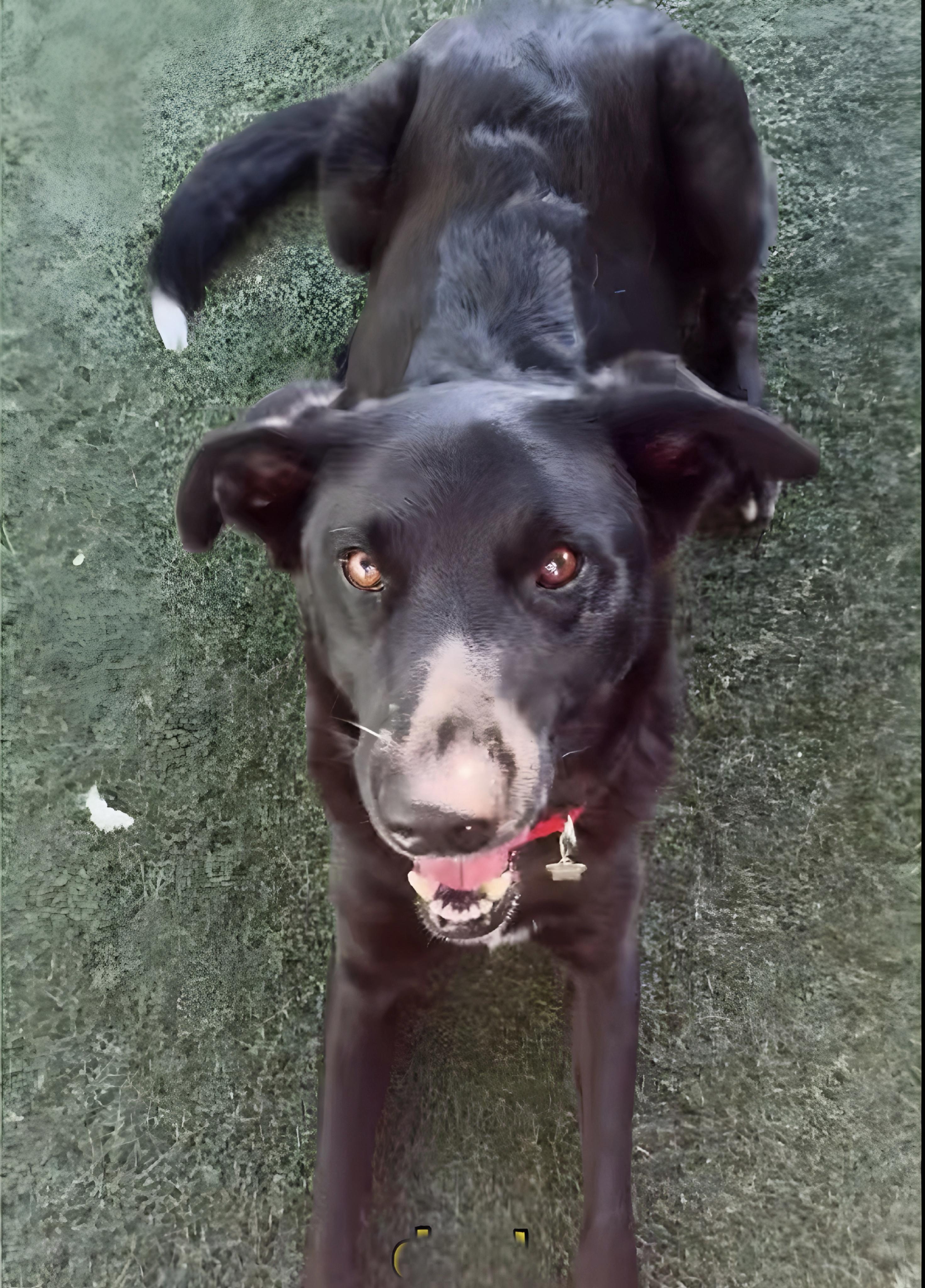 Enlarge Jester, a Adoptable mixed breed in San Diego, CA image 5/6