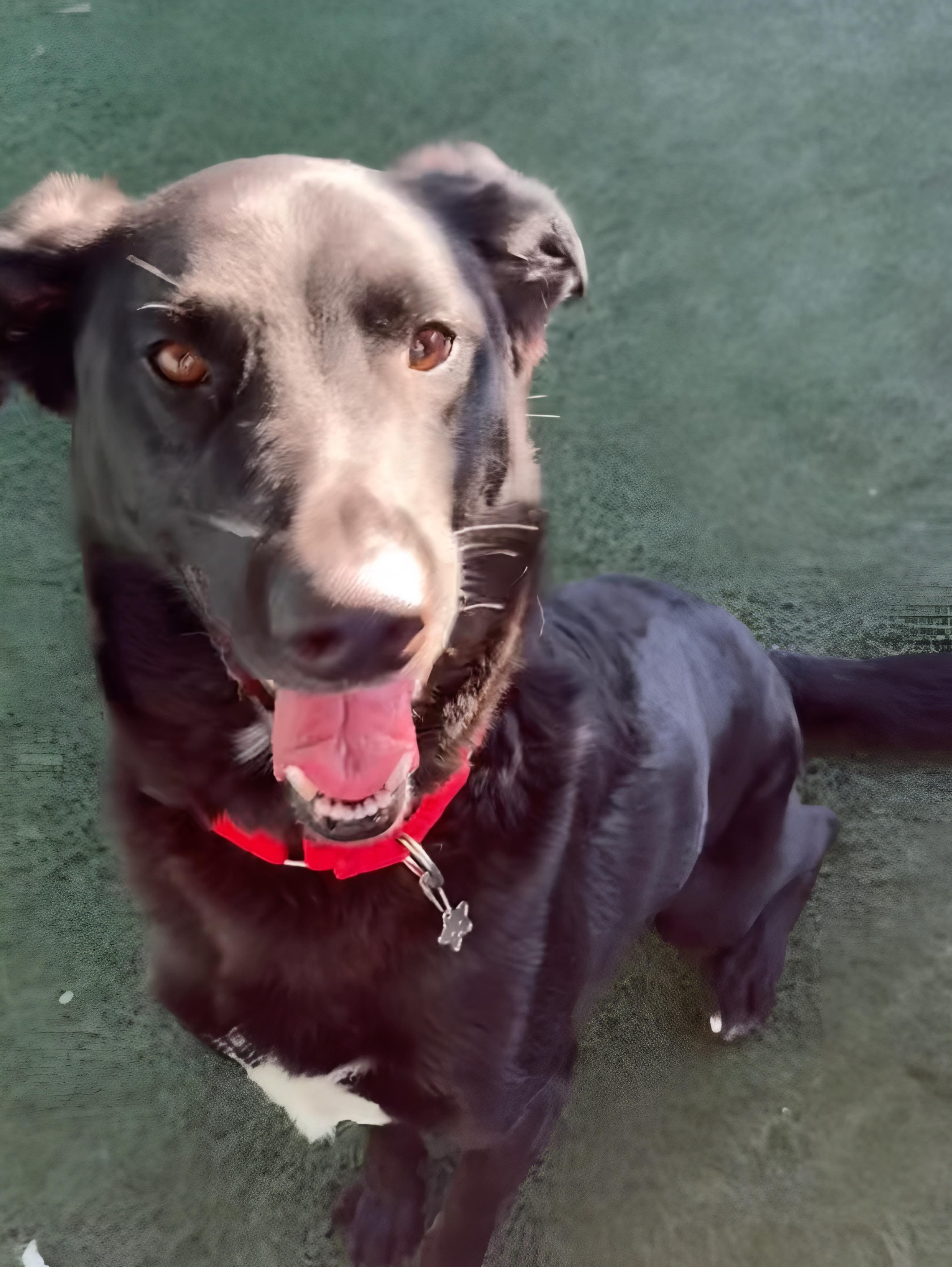 Enlarge Jester, a Adoptable mixed breed in San Diego, CA image 2/6