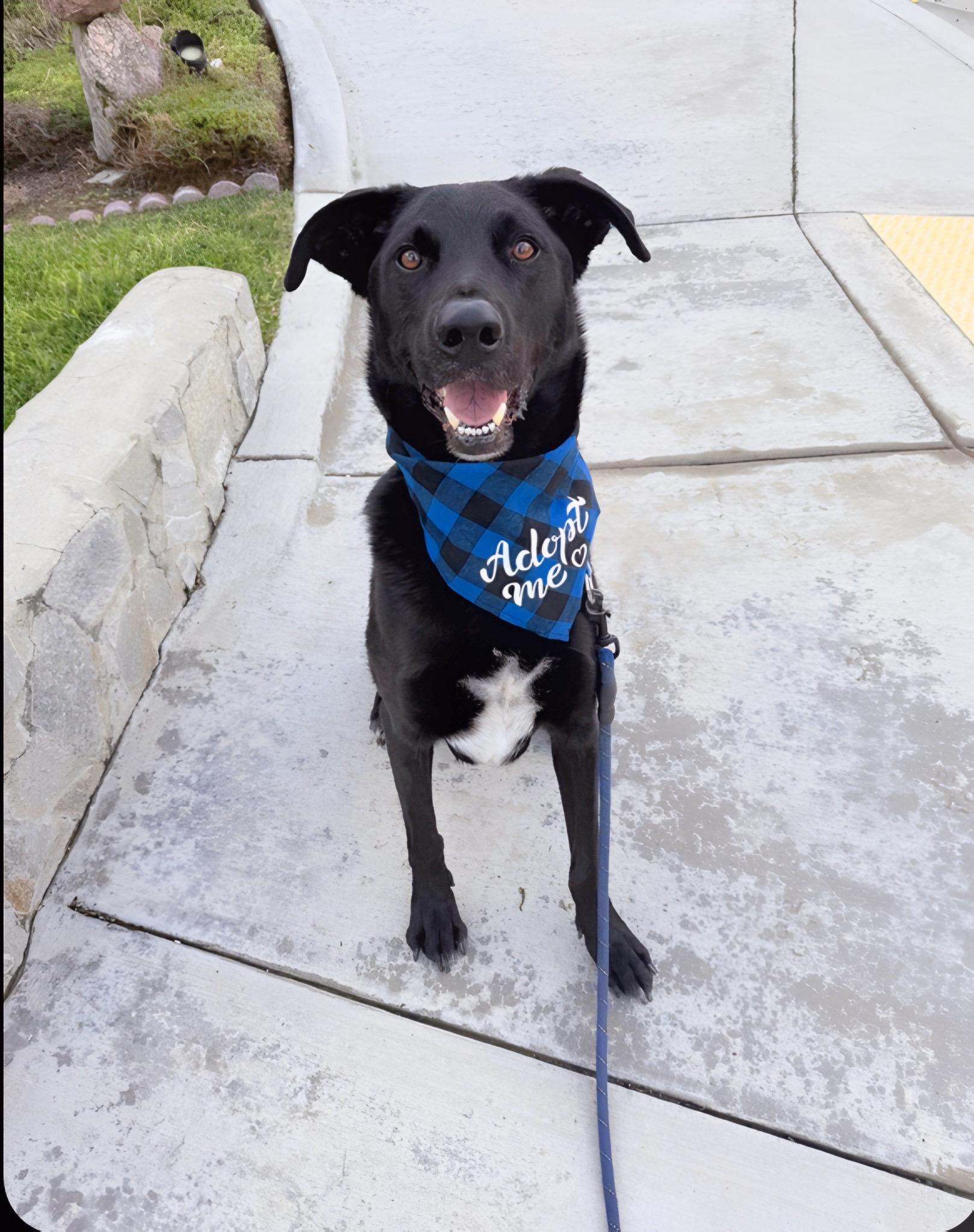 Enlarge Jester, a Adoptable mixed breed in San Diego, CA image 3/6