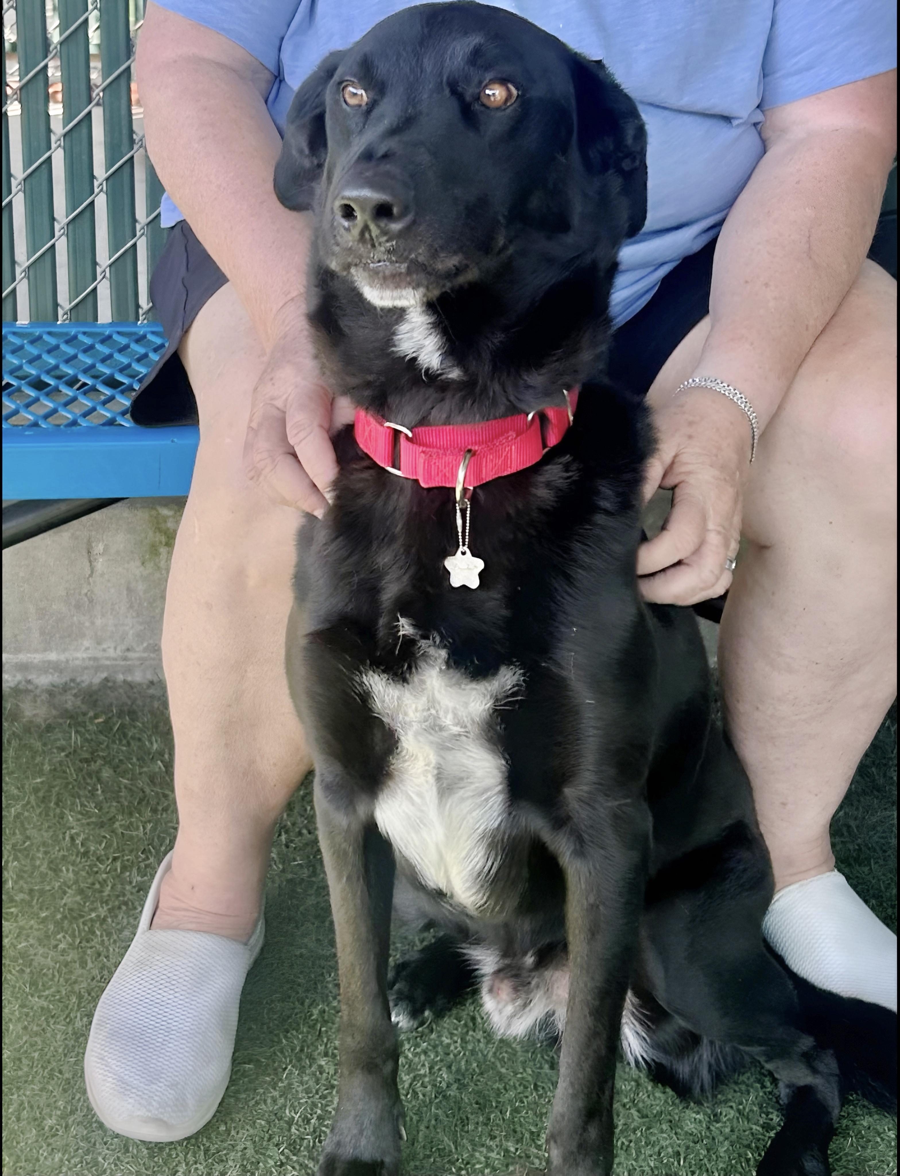 Enlarge Jester, a Adoptable mixed breed in San Diego, CA image 6/6