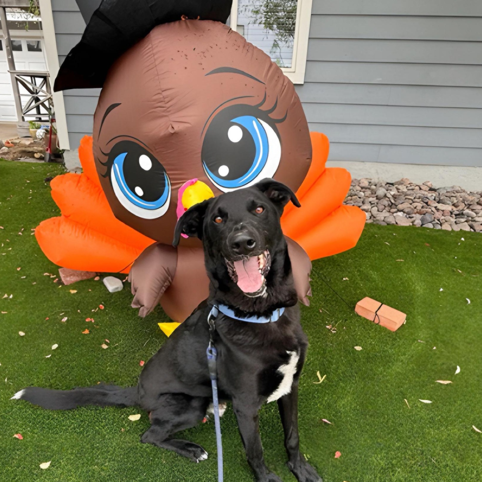 Jester, Adoptable, Adult Male Black Labrador Retriever & Border Collie.