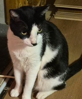 Marnie, a ADOPTABLE American Shorthair in Bertram, TX image 2/4