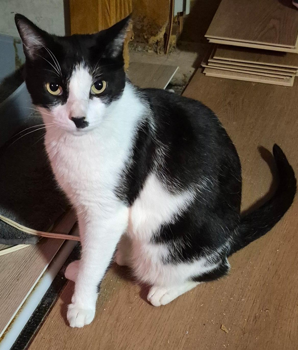 Marnie, a ADOPTABLE American Shorthair in Bertram, TX image 1/4