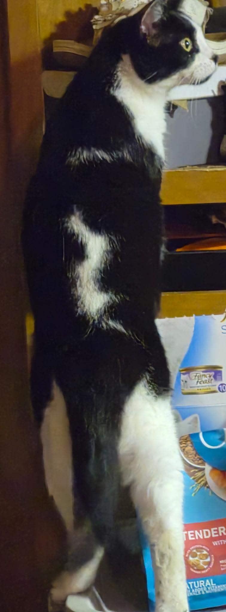 Marnie, a ADOPTABLE American Shorthair in Bertram, TX image 3/4