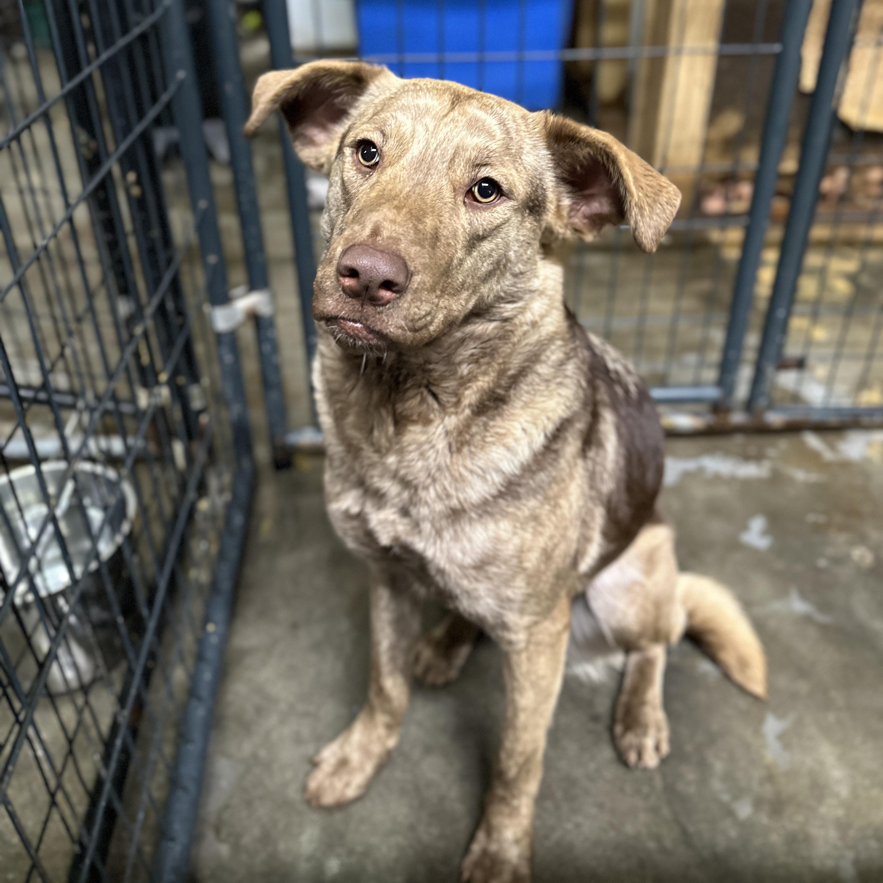 Dobby — thumbnail 6