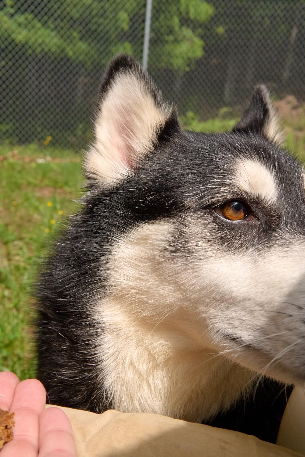 Obi, a ADOPTABLE Husky in Floyd, VA image 5/5