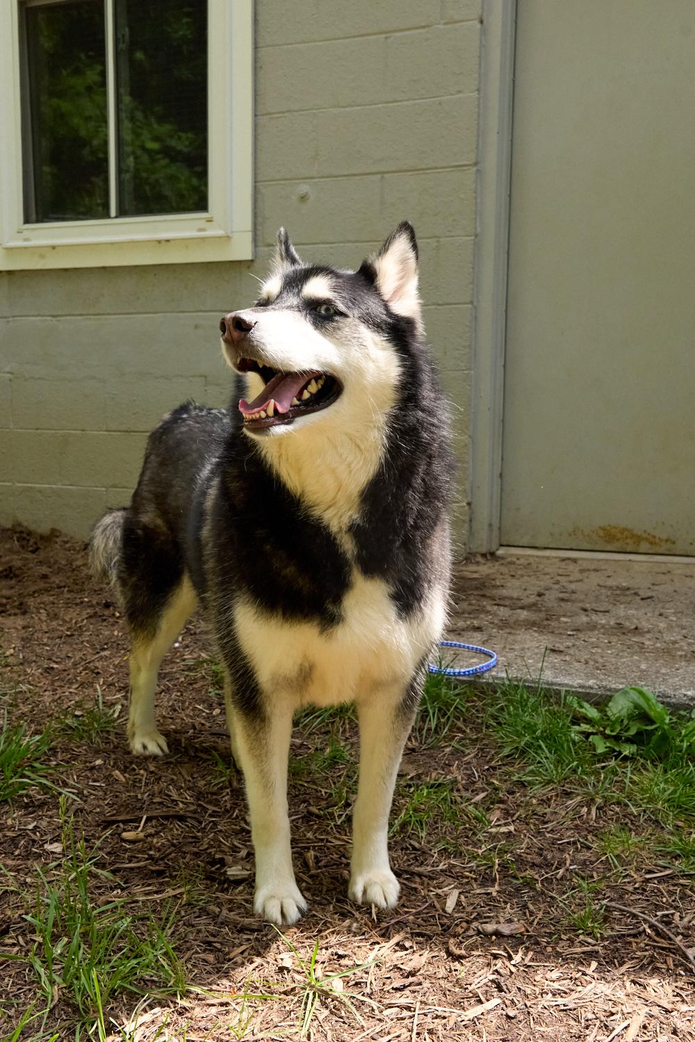 Obi, a ADOPTABLE Husky in Floyd, VA image 2/5
