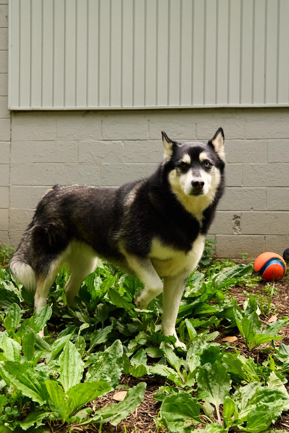 Obi, a ADOPTABLE Husky in Floyd, VA image 4/5