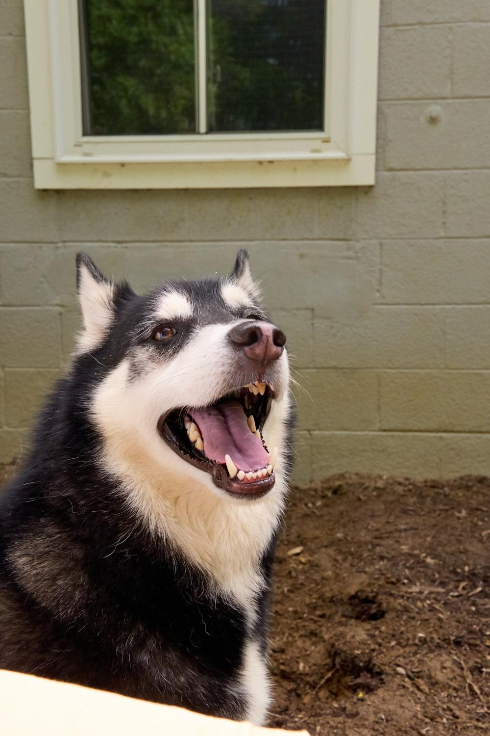 Obi, a ADOPTABLE Husky in Floyd, VA image 3/5
