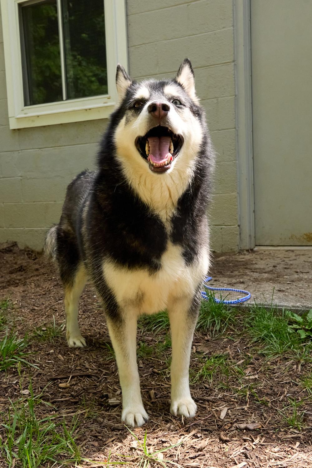Obi, ADOPTABLE, Adult Male Husky.