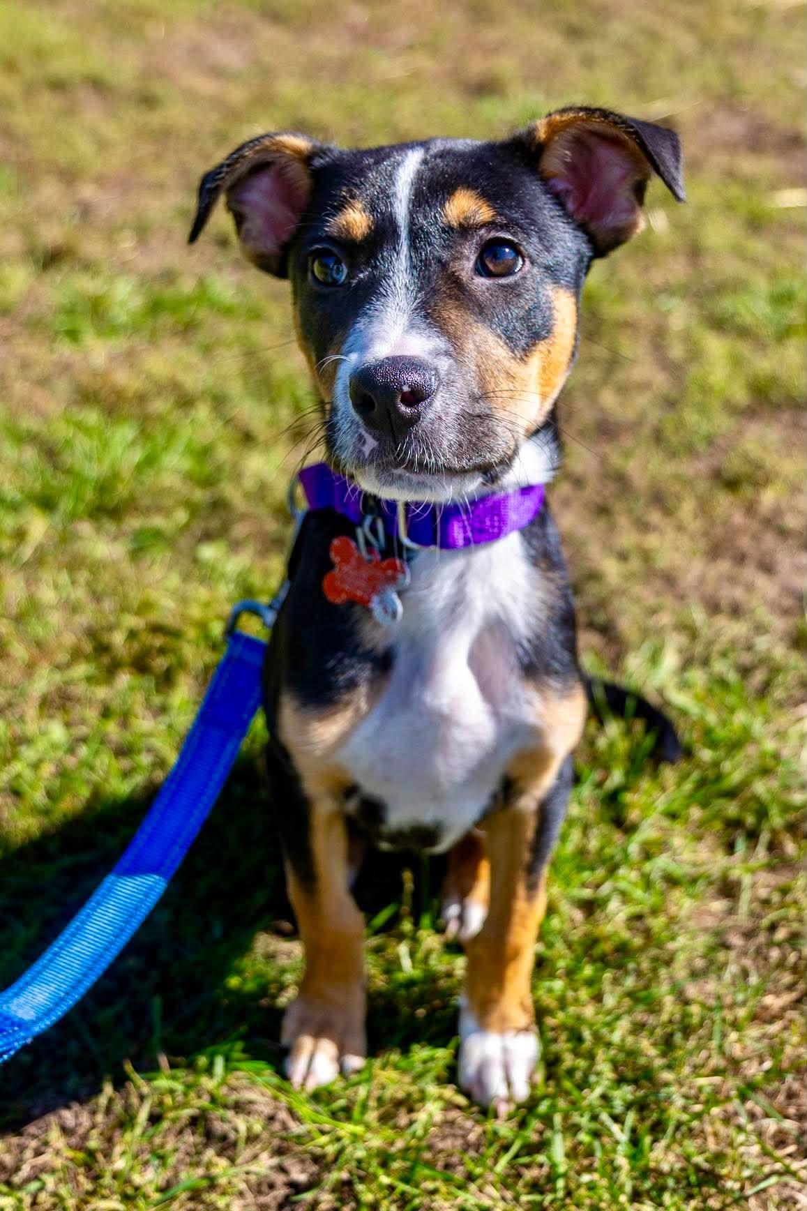 Enlarge Rolie, a Adoptable mixed breed in Valparaiso, IN image 1/1