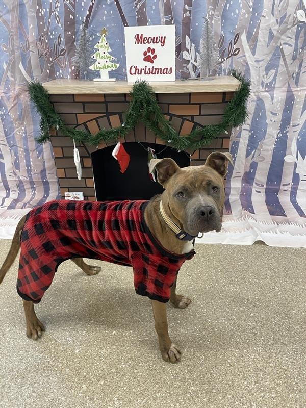 Enlarge Kashi, a Adoptable Pit Bull Terrier in Prince Frederick, MD image 3/5